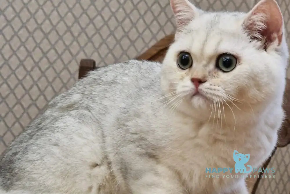 Stepan British Shorthair male black silver shaded live animals