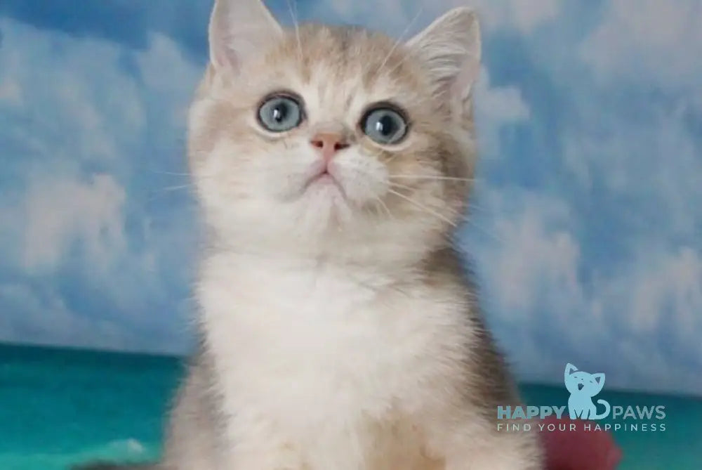 Stepan British Shorthair male blue golden shaded live animals