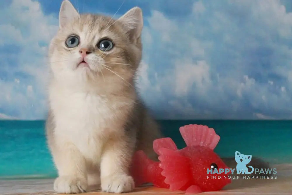 Stepan British Shorthair male blue golden shaded live animals