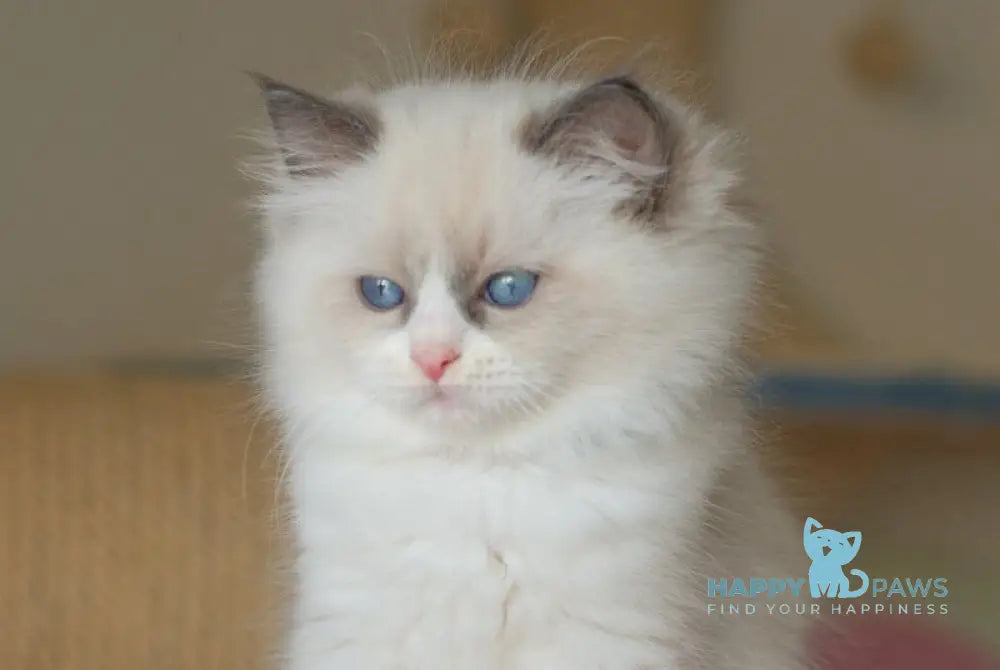 Sterling Ragdoll male seal bicolour live animals