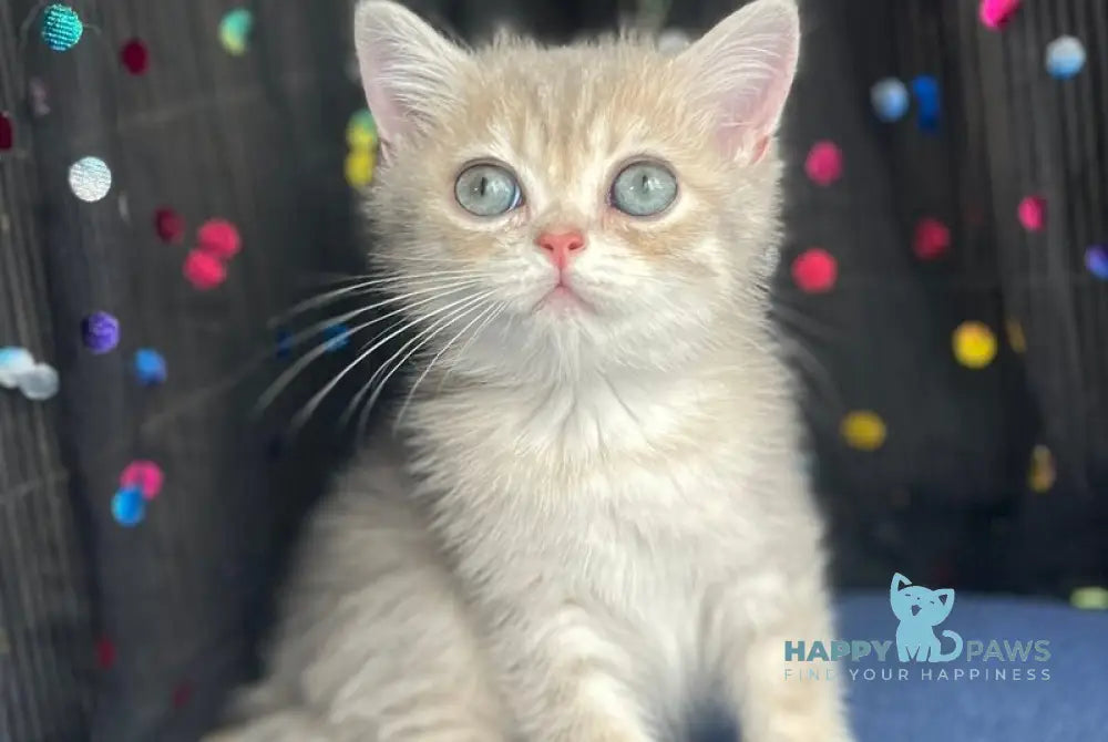 Stesha British Shorthair female blue golden spotted tabby live animals