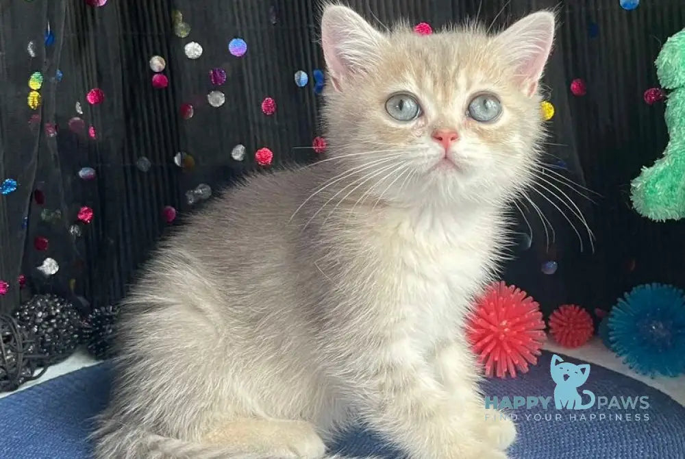 Stesha British Shorthair female blue golden spotted tabby live animals