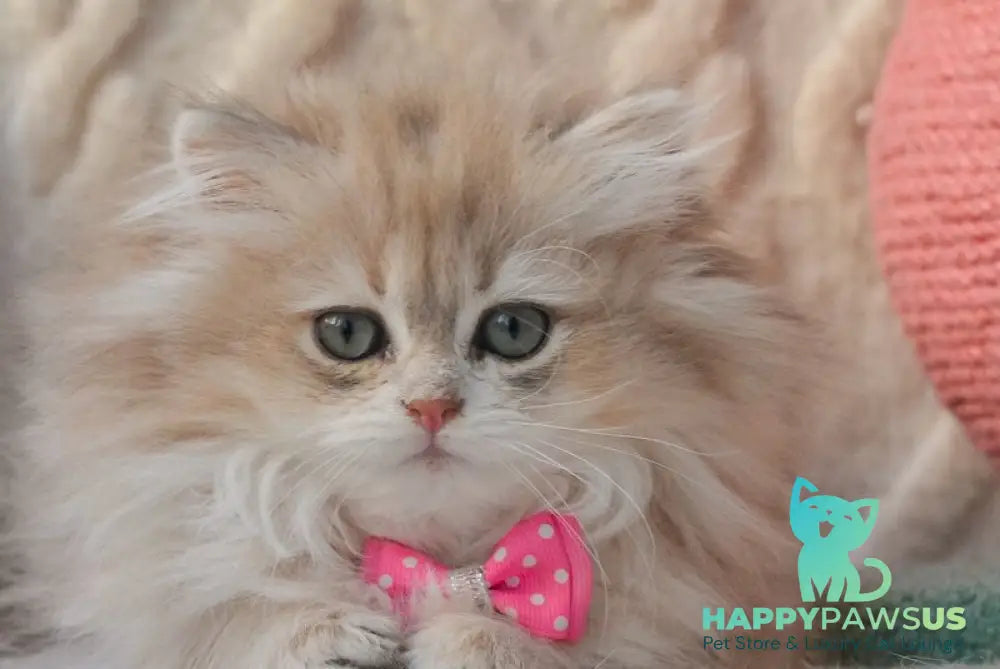 Steve British Longhair male blue golden shaded live animals