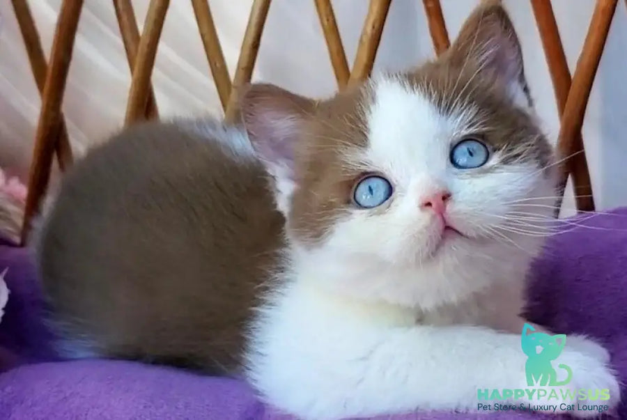 Steven British Shorthair male cinnamon bicolour - live animals