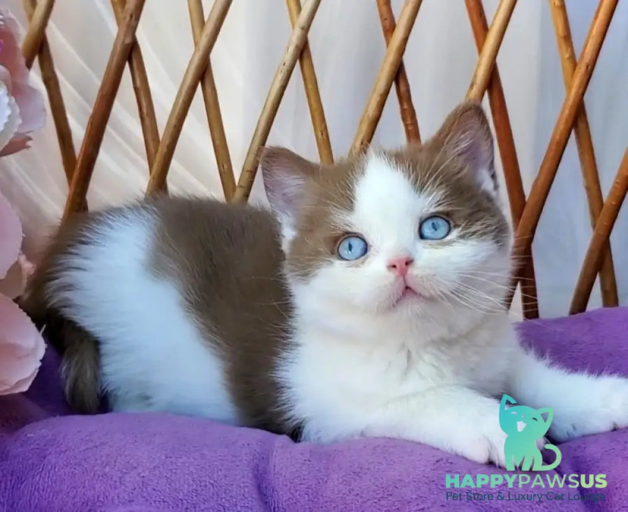Steven British Shorthair male cinnamon bicolour - live animals