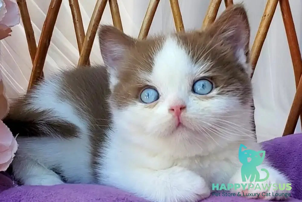 Steven British Shorthair male cinnamon bicolour - live animals