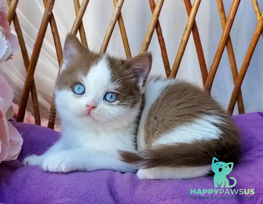 Steven British Shorthair male cinnamon bicolour - live animals