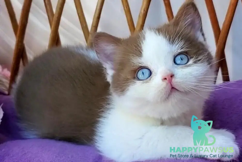Steven British Shorthair male cinnamon bicolour - live animals