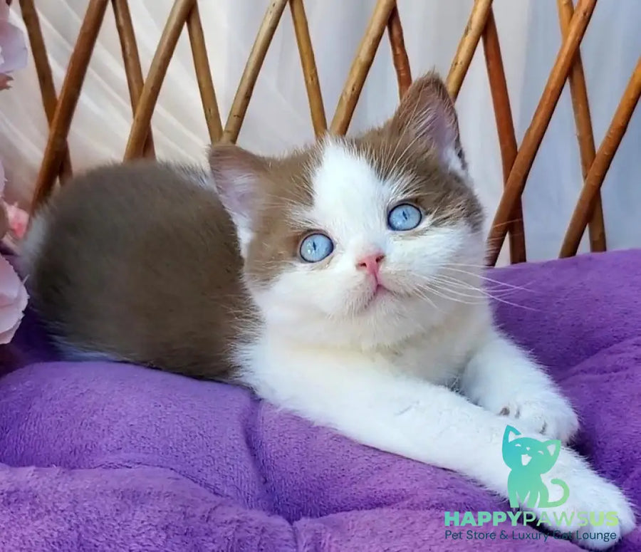 Steven British Shorthair male cinnamon bicolour - live animals