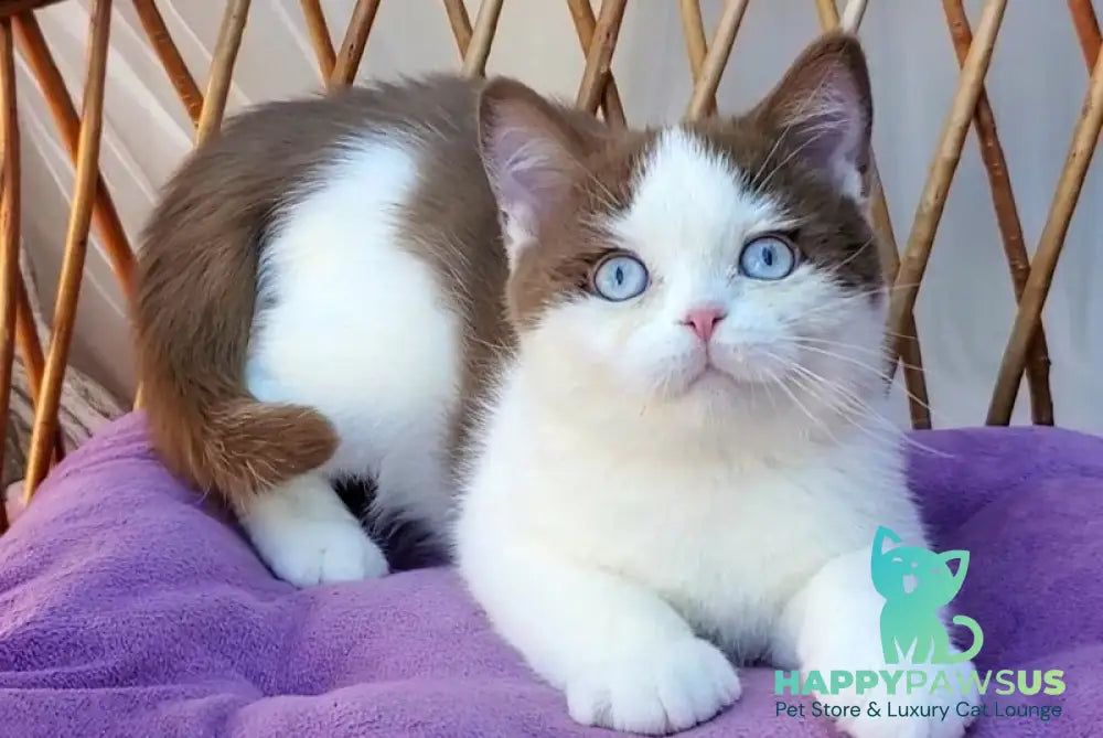 Steven British Shorthair male cinnamon bicolour - live animals