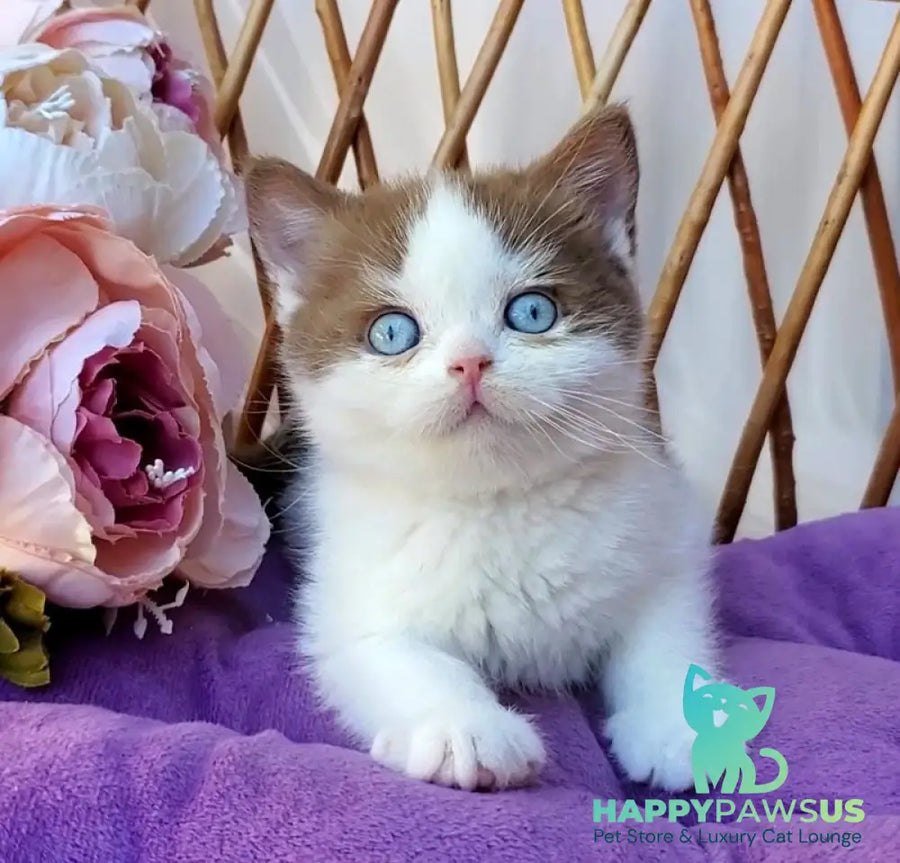 Steven British Shorthair male cinnamon bicolour - live animals