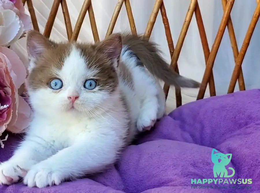 Steven British Shorthair male cinnamon bicolour - live animals