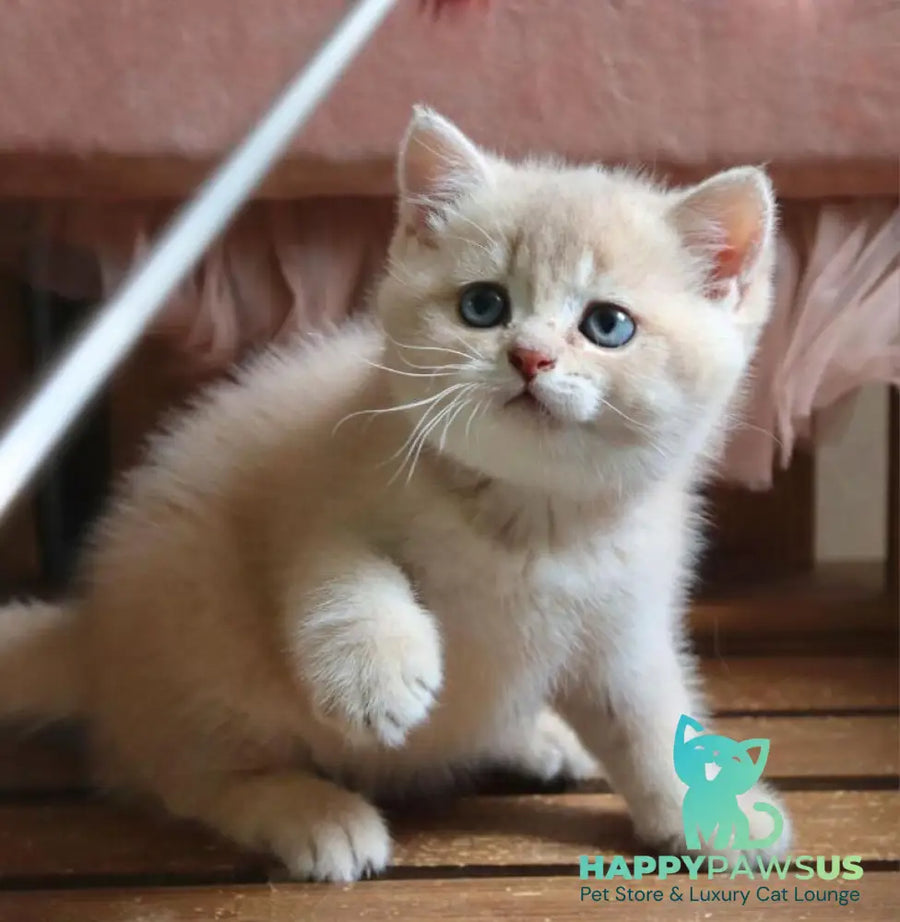 Stianly British Shorthair male lilac golden shaded - live animals