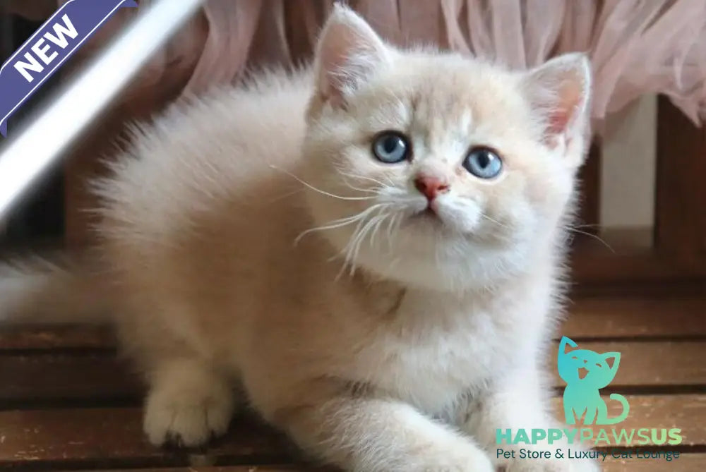 Stianly British Shorthair male lilac golden shaded - live animals