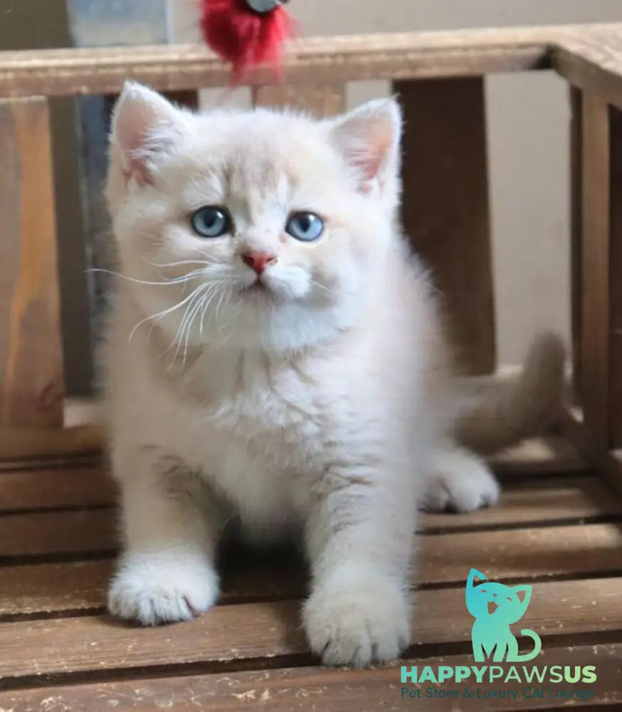 Stianly British Shorthair male lilac golden shaded - live animals