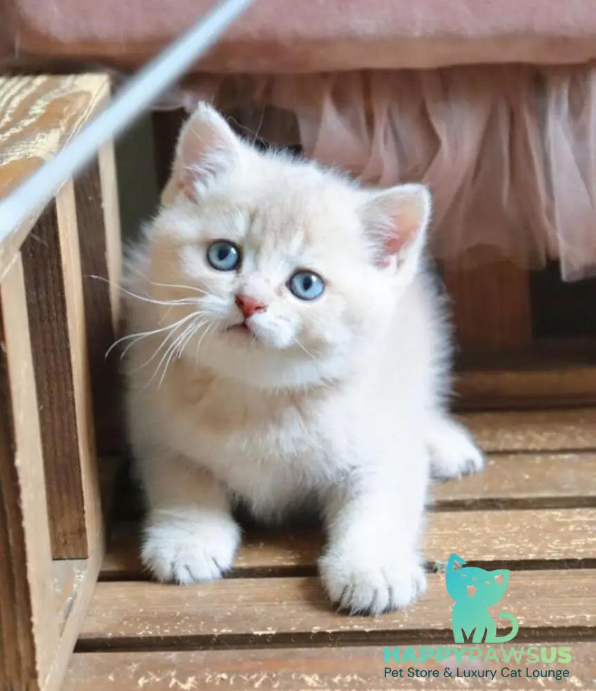 Stianly British Shorthair male lilac golden shaded - live animals