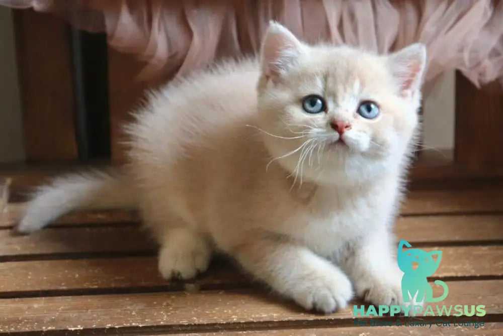 Stianly British Shorthair male lilac golden shaded - live animals