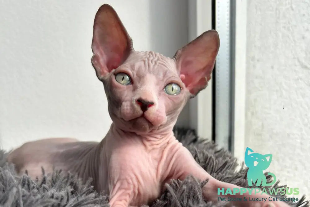 Stich Canadian Sphynx male black - live animals