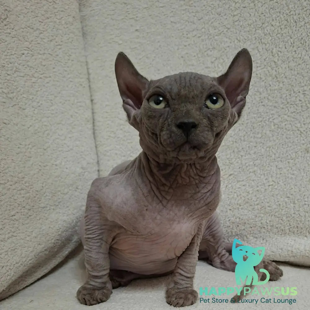 Stif Elf male blue with white - live animals