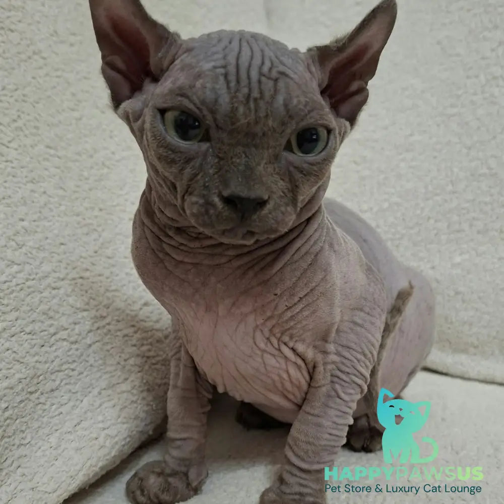 Stif Elf male blue with white - live animals
