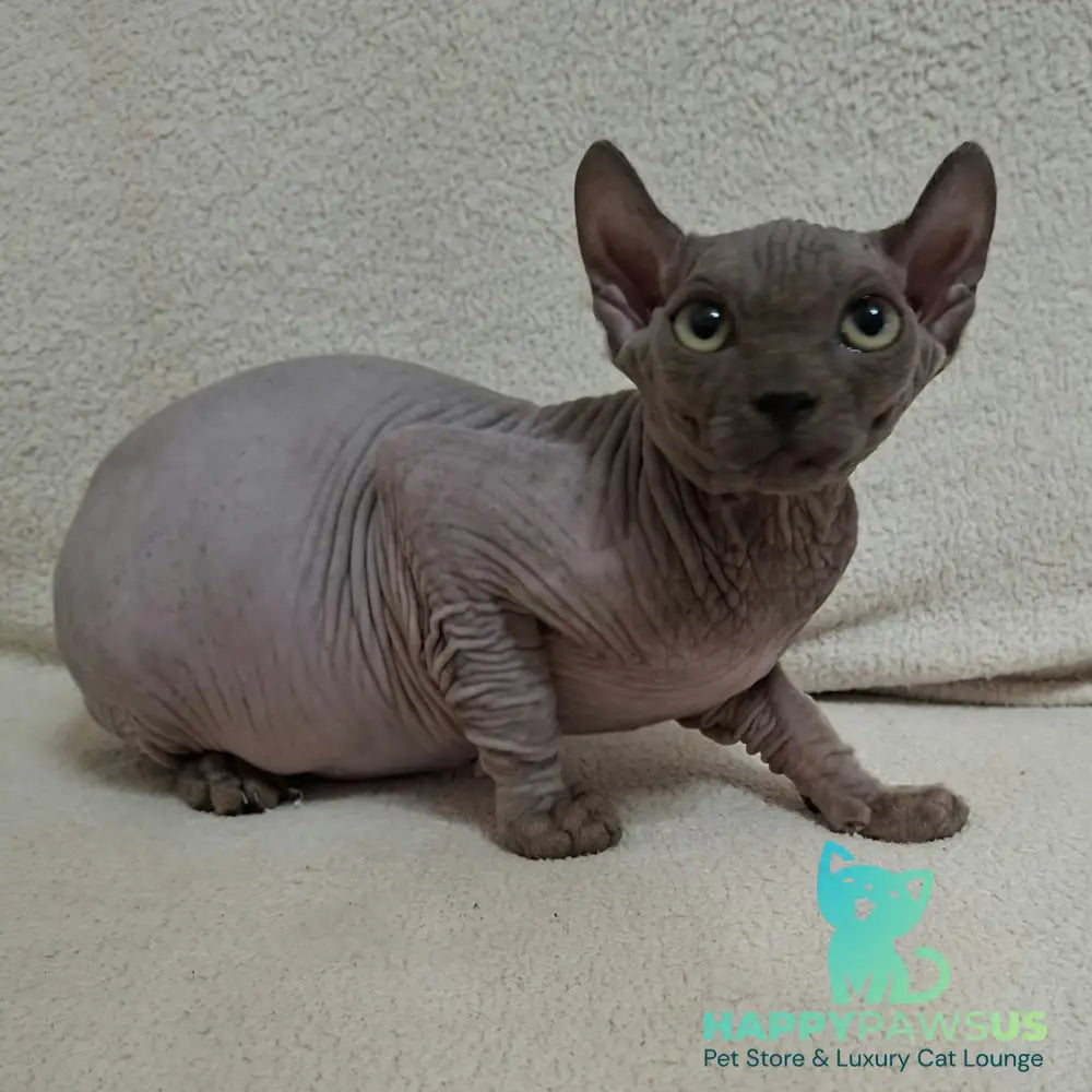 Stif Elf male blue with white - live animals