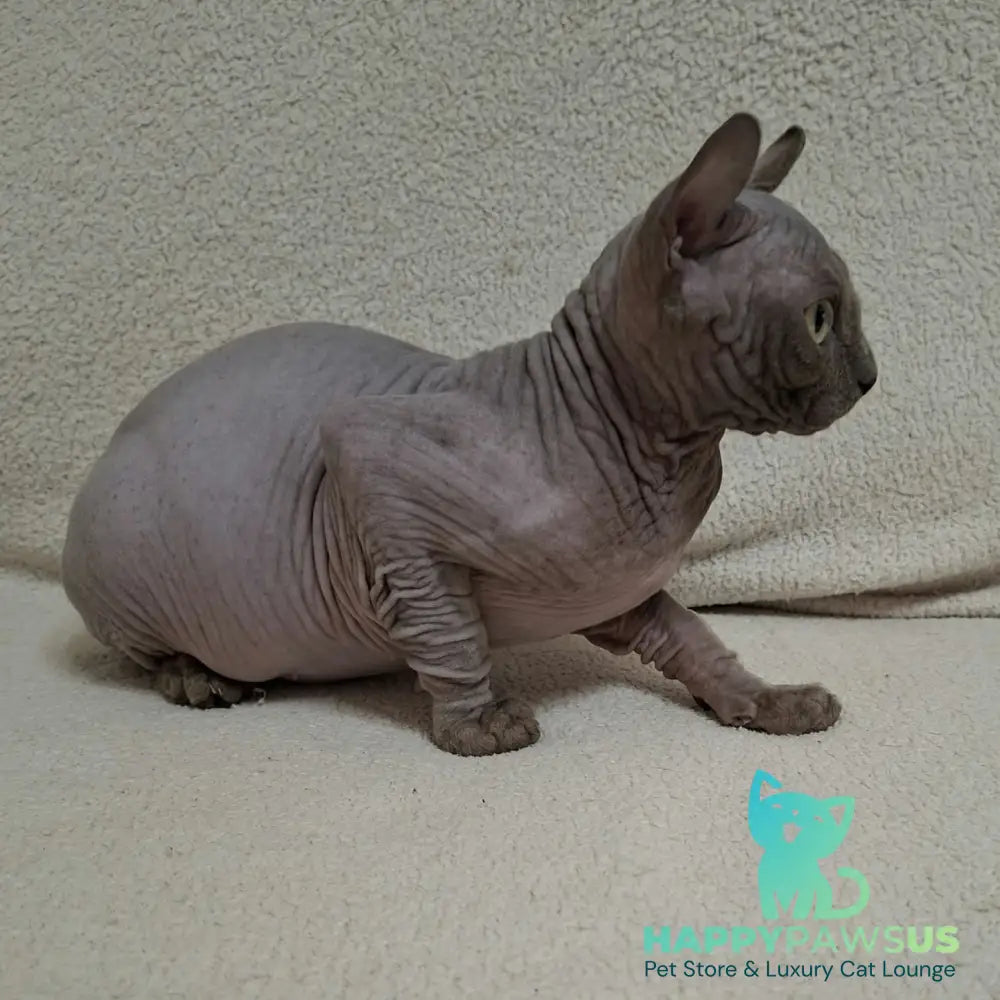 Stif Elf male blue with white - live animals