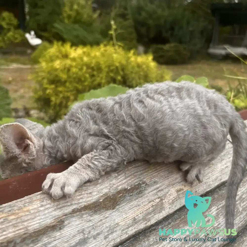 Stiksi Devon Rex female blue tabby - live animals