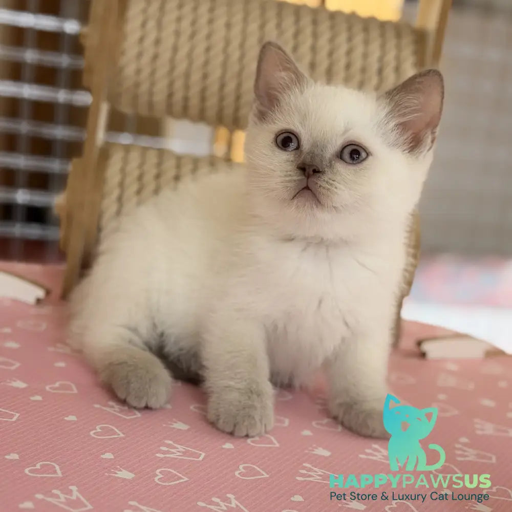 Stitch British Shorthair male lilac pointed - live animals