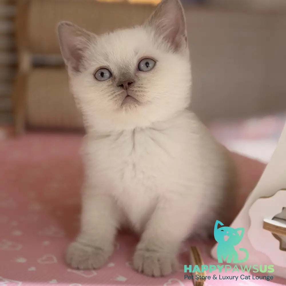 Stitch British Shorthair male lilac pointed - live animals