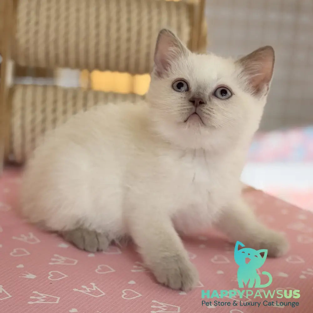 Stitch British Shorthair male lilac pointed - live animals