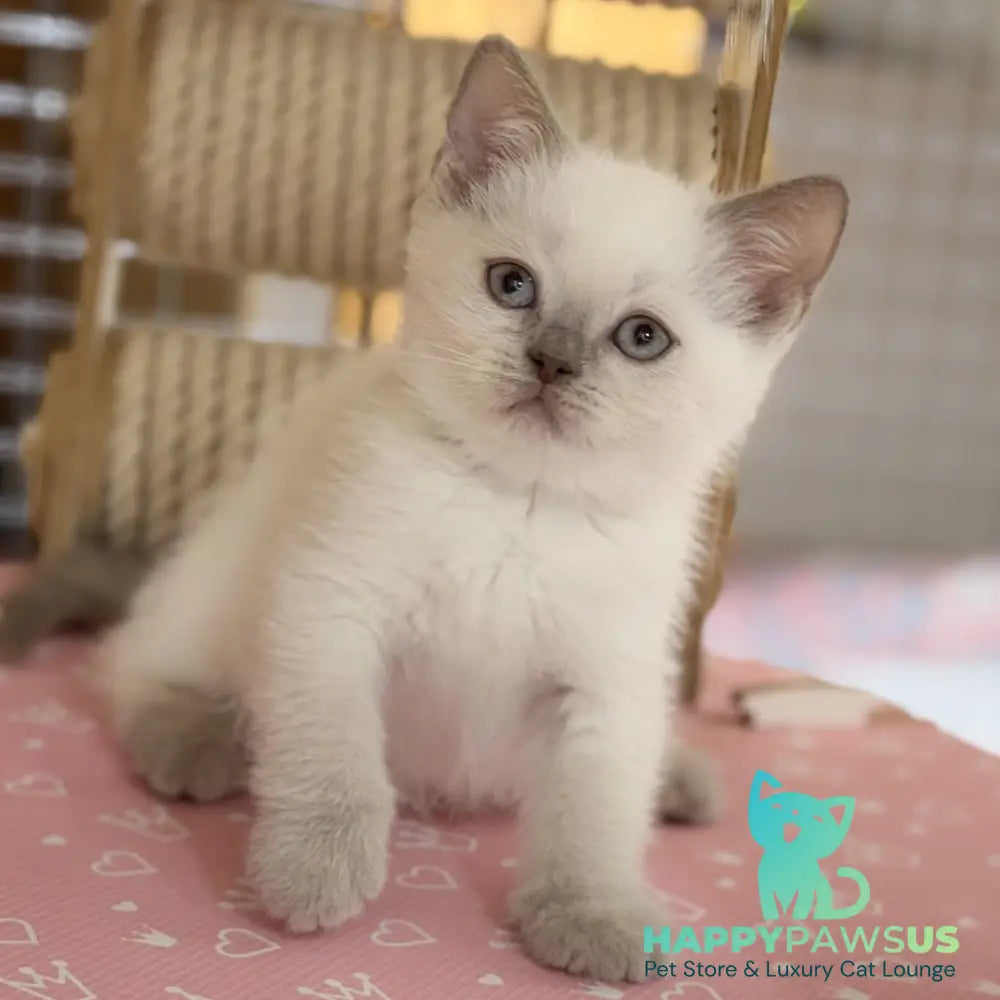 Stitch British Shorthair male lilac pointed - live animals