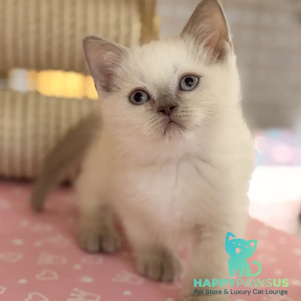 Stitch British Shorthair male lilac pointed - live animals