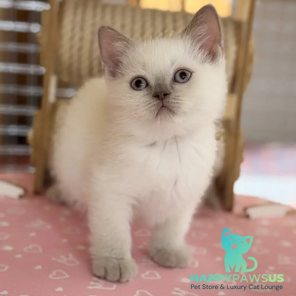 Stitch British Shorthair male lilac pointed - live animals