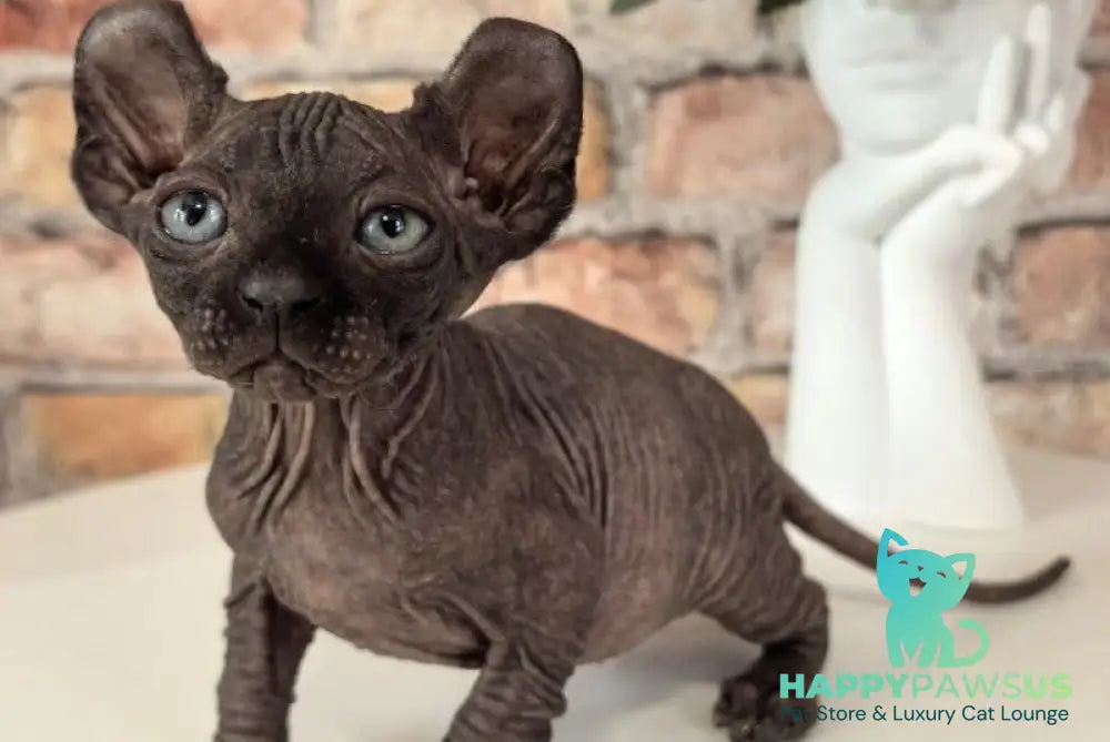 Stitch Elf male black live animals
