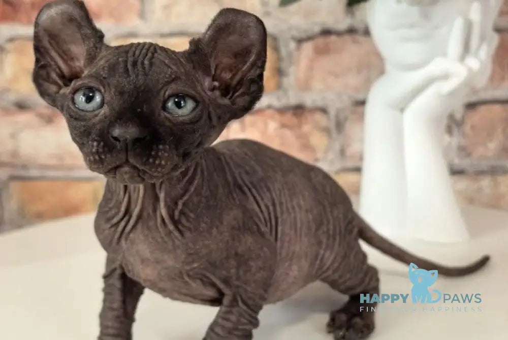 Stitch Elf male black live animals