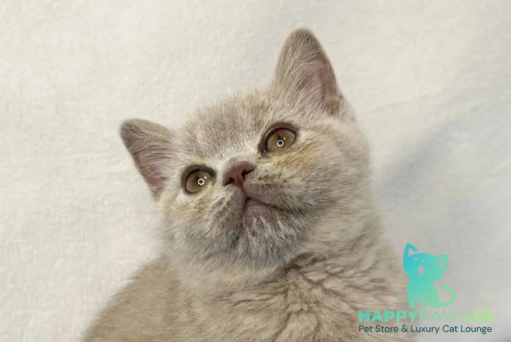 Stiv British Shorthair male lilac live animals