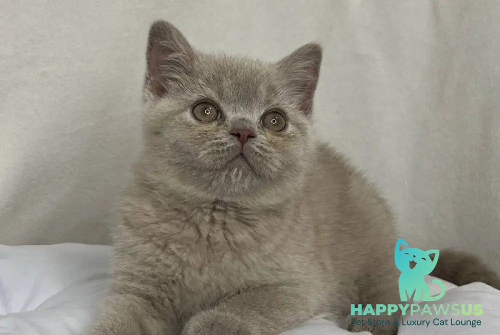 Stiv British Shorthair male lilac live animals