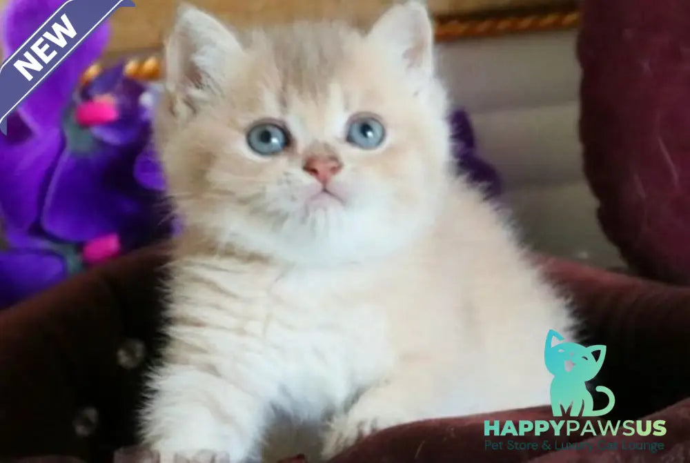 Stiven British Shorthair male lilac golden shaded - live animals