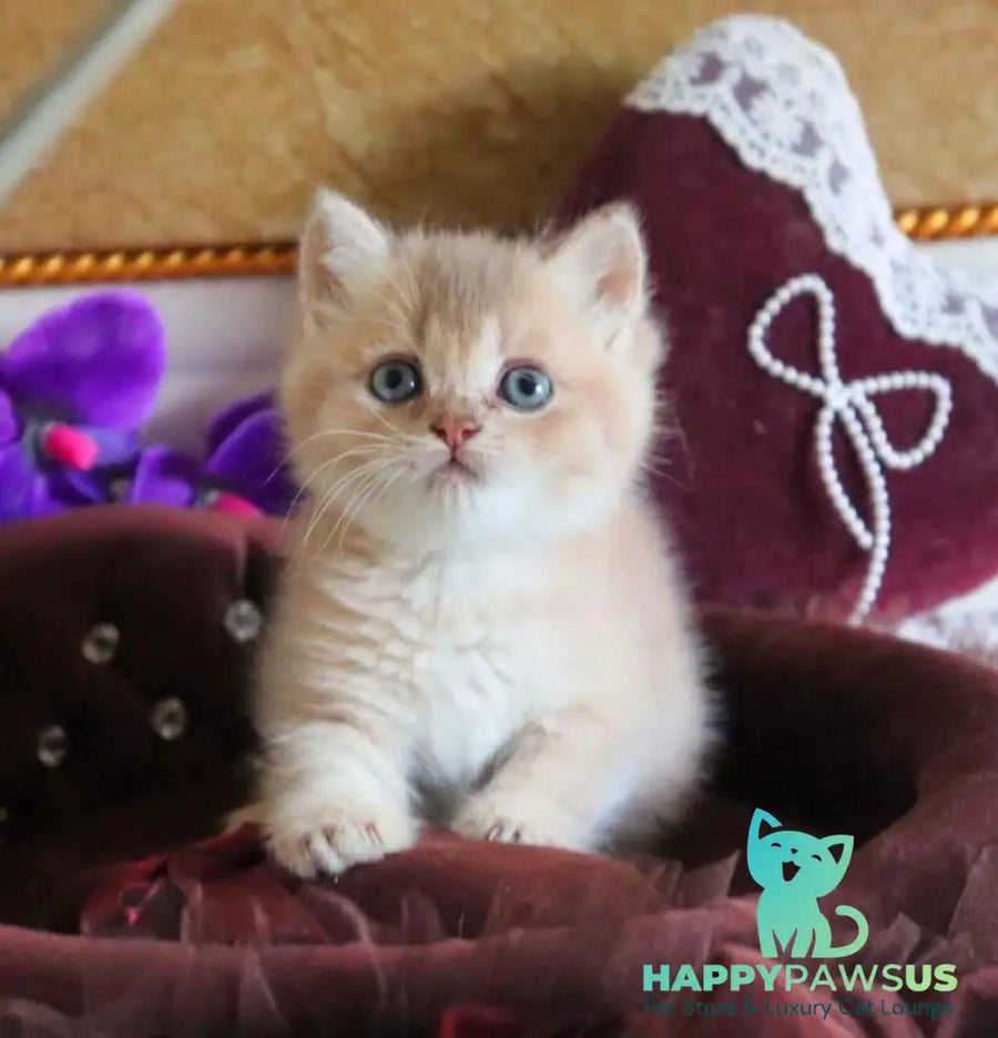 Stiven British Shorthair male lilac golden shaded - live animals