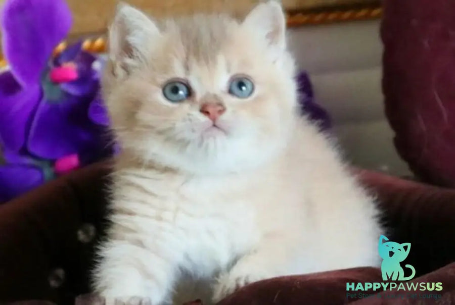 Stiven British Shorthair male lilac golden shaded - live animals