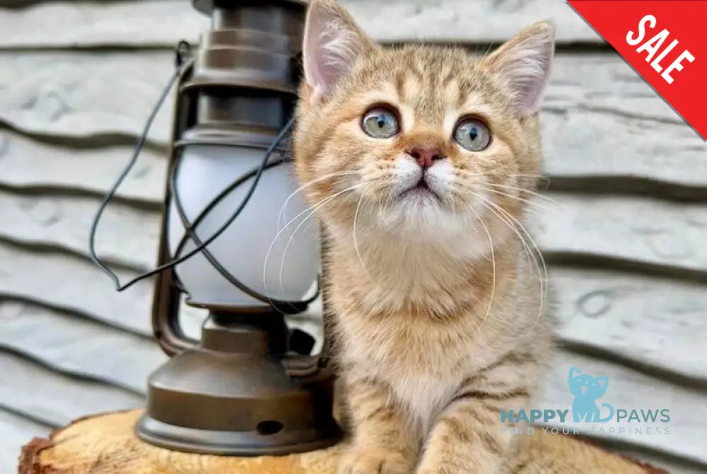 Storm British Shorthair male chocolate golden spotted tabby live animals