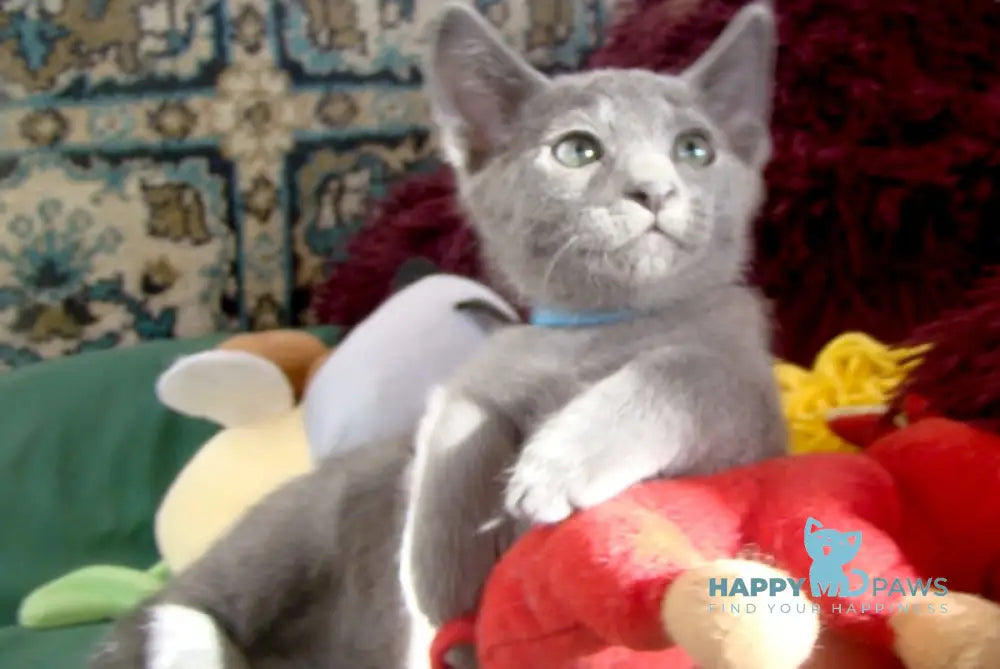 Storm Russian Blue male blue live animals