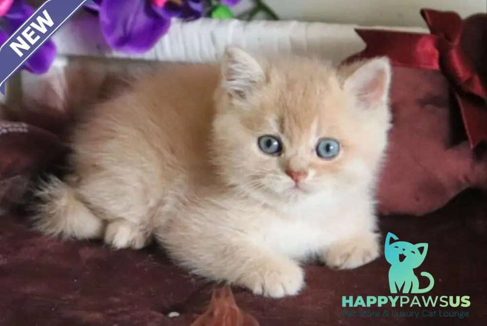 Stoun British Shorthair male lilac golden shaded - live animals