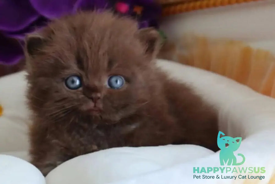 Stream British Longhair male chocolate - live animals