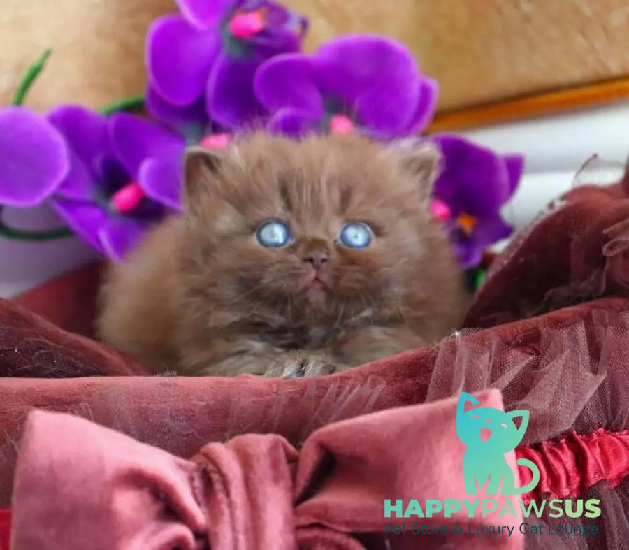 Stream British Longhair male chocolate - live animals