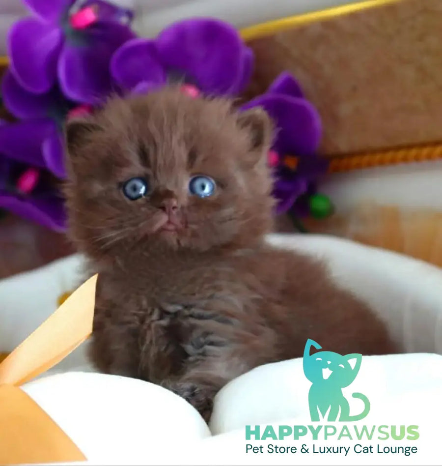 Stream British Longhair male chocolate - live animals