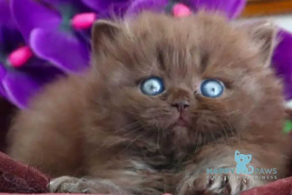 Stream British Longhair male chocolate - live animals