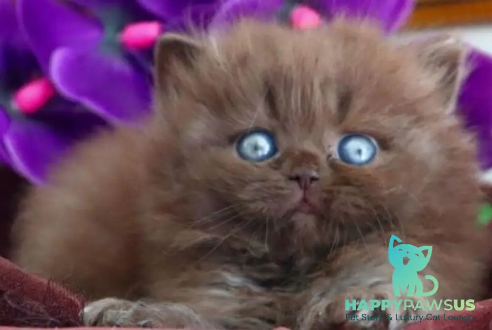 Stream British Longhair male chocolate - live animals
