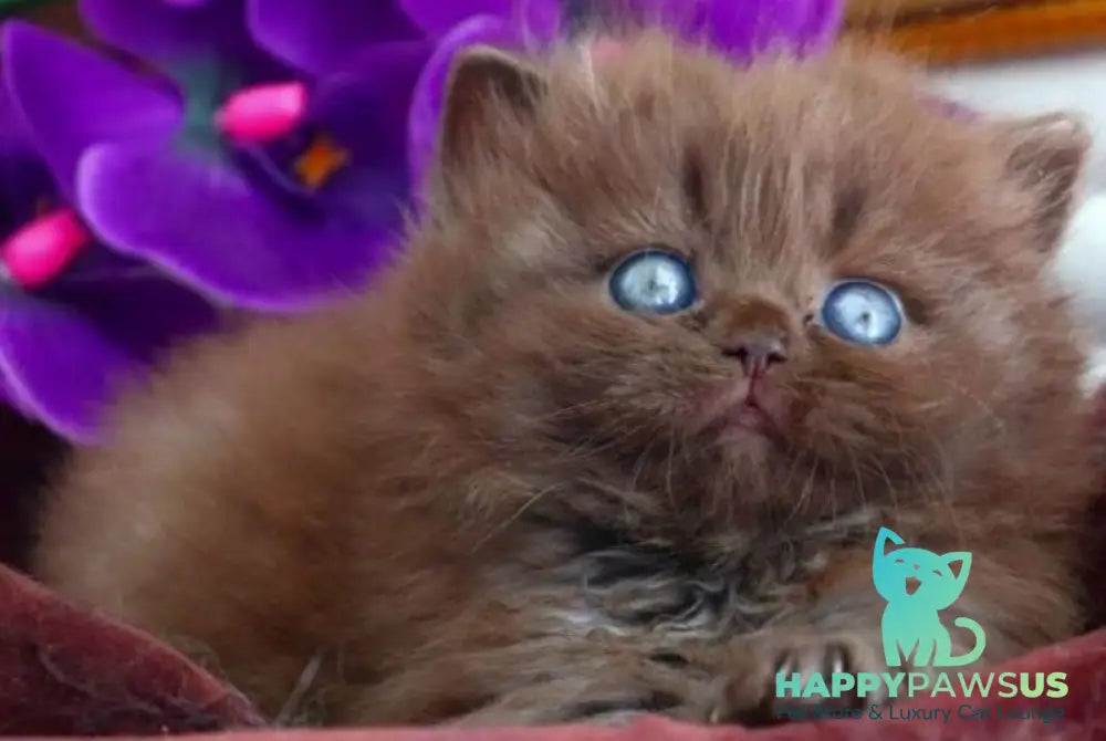 Stream British Longhair male chocolate - live animals
