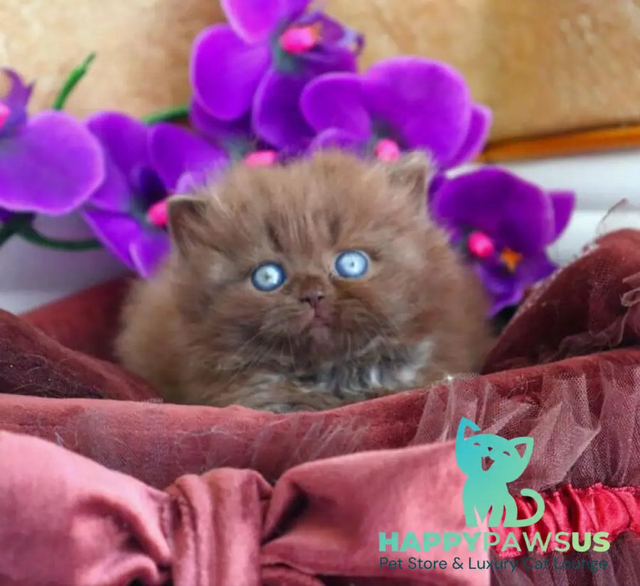 Stream British Longhair male chocolate - live animals